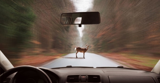 a car about to hit a deer